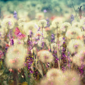 Leinwandbild Blumen Auf Der Wiese