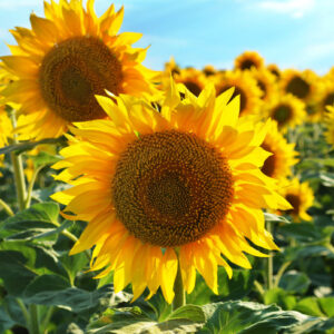 Leinwandbild 3D-Sonnenblumenfeld