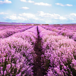 Leinwandbild 3D Blühendes Lavendelfeld