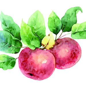 Leinwandbild Äpfel Mit Aquarell Gemalt