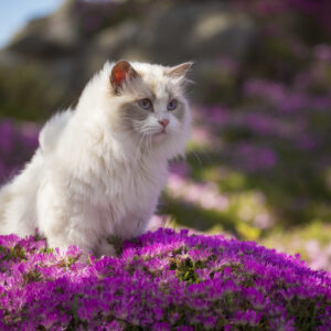 Leinwandbild Ragdoll-Katze Unter Blumen