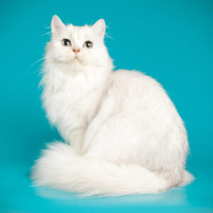 Leinwandbild Weiße Katze Auf Blauem Hintergrund