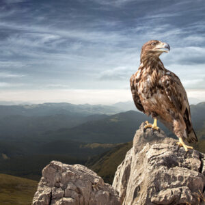 Leinwandbild Adler Oben Auf Dem Berg