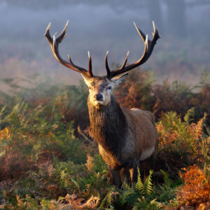 Leinwandbild Ein Beeindruckender Hirsch Inmitten Der Waldvegetation