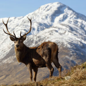 Leinwandbild Ein Reh Mit Berggipfel Im Hintergrund - Aus Dem Verkauf Genommen