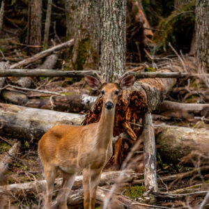 Leinwandbild Ein Junger Hirsch Zwischen Den Bäumen