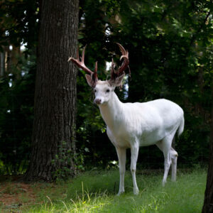 Leinwandbild Albinohirsche Im Wald