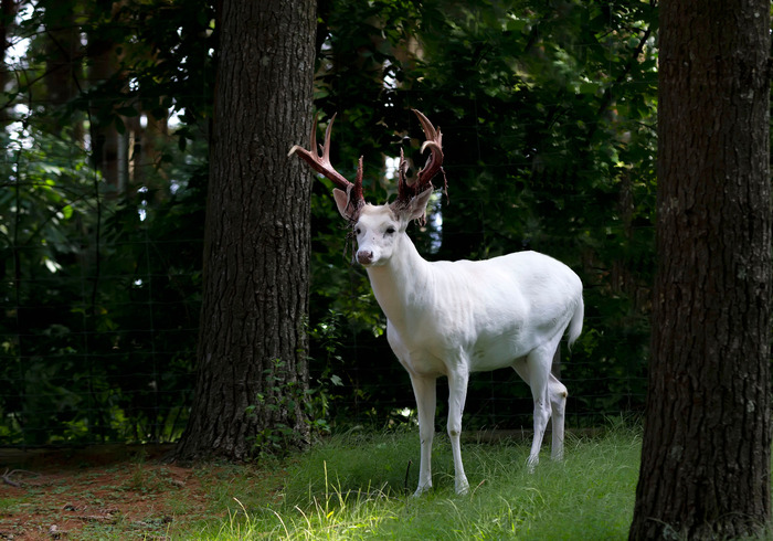 Leinwandbild Albinohirsche Im Wald