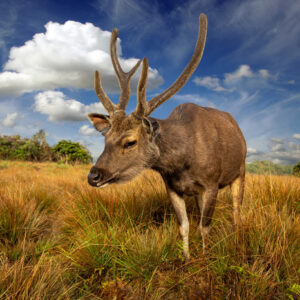 Leinwandbild Ein Reh Auf Einer Lichtung
