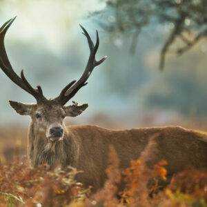 Leinwandbild Ein Prächtiger Hirsch Auf Der Hirschbrunft