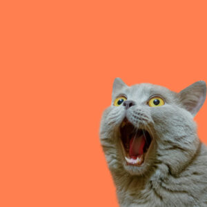 Leinwandbild Britische Katze Auf Orangefarbenem Hintergrund