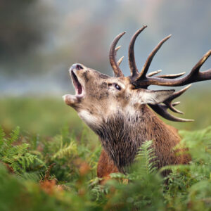 Leinwandbild Ein Brüllender Hirsch
