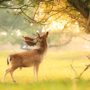 Leinwandbild Ein Prominenter Hirsch Zwischen Den Bäumen