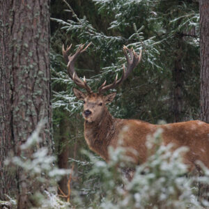 Leinwandbild Ein Reh Mit Einem Prächtigen Geweih Im Wald