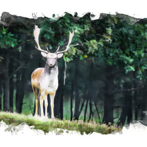 Leinwandbild Ein Reh Im Wald Mit Aquarell Gemalt