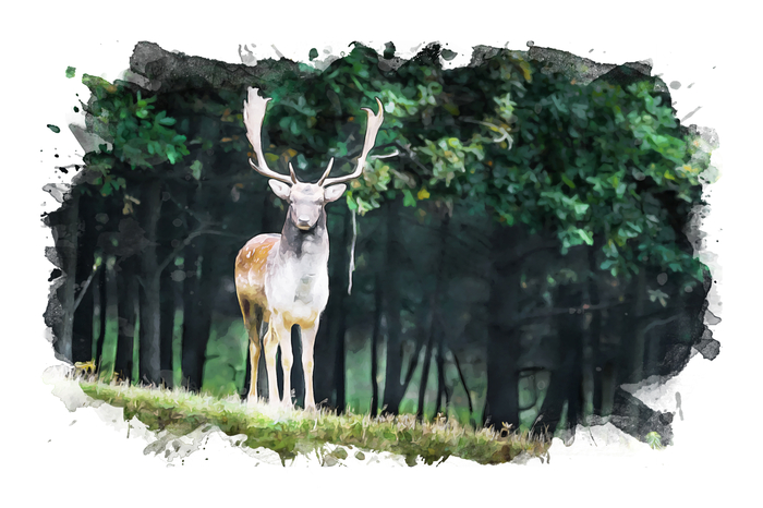Leinwandbild Ein Reh Im Wald Mit Aquarell Gemalt