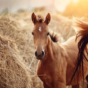 Leinwandbild Ein Fohlen Auf Einem Hintergrund Von Heuballen