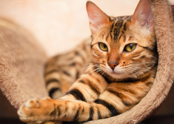 Leinwandbild Bengal-Katze