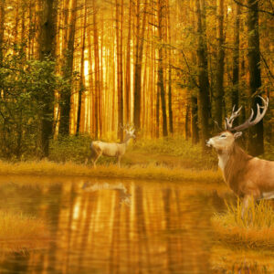 Leinwandbild Ein Reh Am See Im Wald