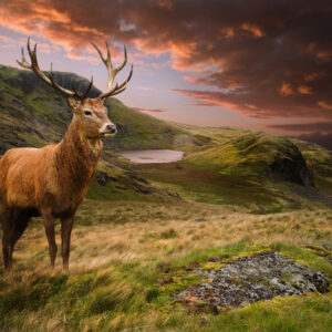 Leinwandbild Ein Reh Auf Einem Hintergrund Des Bewölkten Himmels
