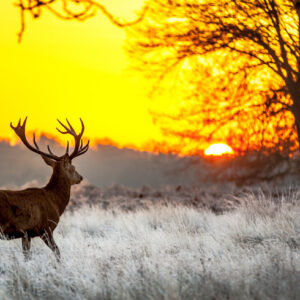 Leinwandbild Ein Reh Auf Dem Hintergrund Der Aufgehenden Sonne