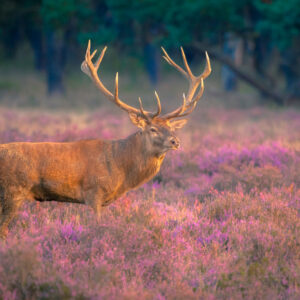 Leinwandbild Ein Reh In Der Brunft