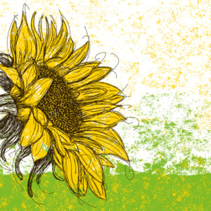 Leinwandbild Gezeichnete Sonnenblume Im Retro-Stil