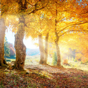Mehrteiliges Bild Sonniger Herbstwald