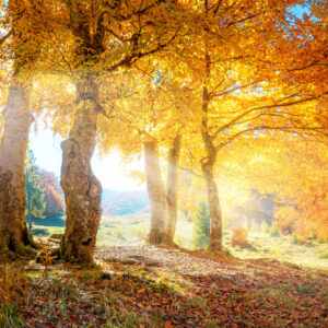 Mehrteiliges Bild Sonniger Herbstwald