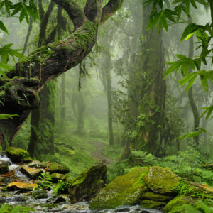 Mehrteiliges Bild Das Grün Des Regenwaldes