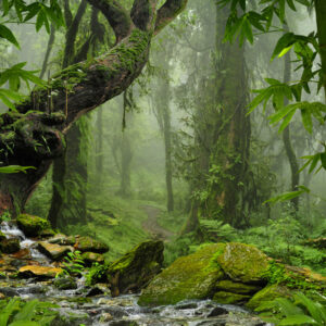 Mehrteiliges Bild Das Grün Des Regenwaldes