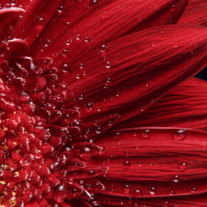 Mehrteiliges Bild Blütenblätter Im Makromaßstab