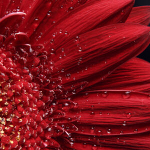 Mehrteiliges Bild Blütenblätter Im Makromaßstab