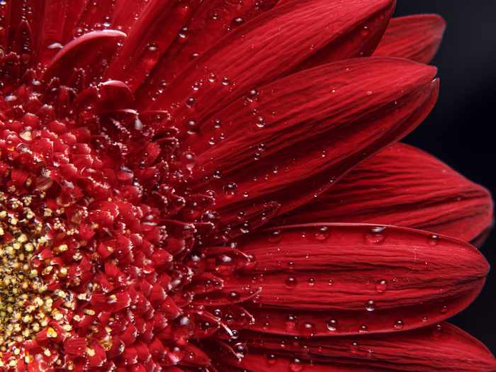 Mehrteiliges Bild Blütenblätter Im Makromaßstab