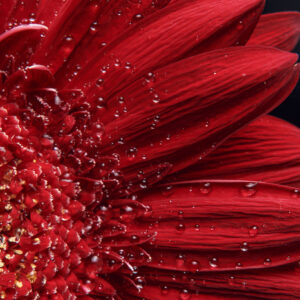 Mehrteiliges Bild Blütenblätter Im Makromaßstab