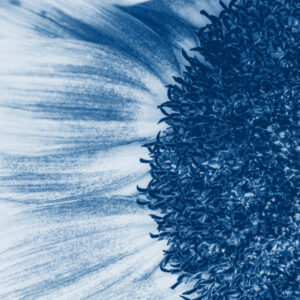 Mehrteiliges Bild Blaue Sonnenblume Im Makromaßstab