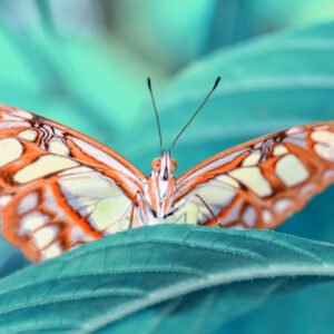 Mehrteiliges Bild Schmetterling Auf Einem Blatt Im Makromaßstab