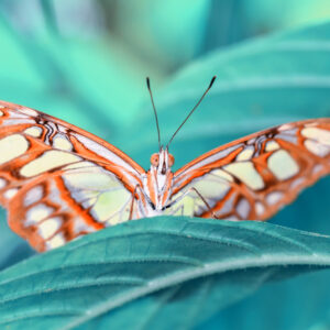 Mehrteiliges Bild Ein Schmetterling Auf Einem Blatt Im Makromaßstab