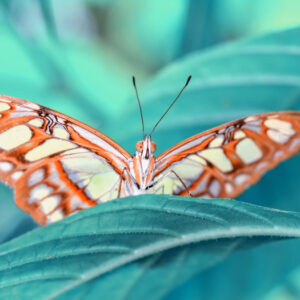 Mehrteiliges Bild Ein Schmetterling Auf Einem Blatt Im Makromaßstab
