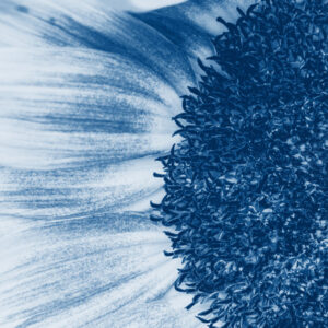 Mehrteiliges Bild Blaue Sonnenblume Im Makromaßstab