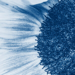 Mehrteiliges Bild Blaue Sonnenblume Im Makromaßstab