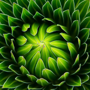 Mehrteiliges Bild Grüne Pflanze Im Makromaßstab