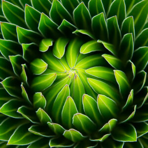 Mehrteiliges Bild Grüne Pflanze Im Makromaßstab