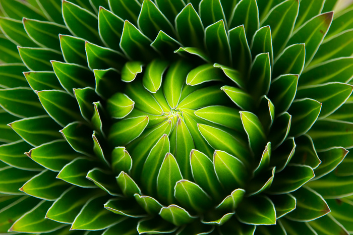 Mehrteiliges Bild Grüne Pflanze Im Makromaßstab