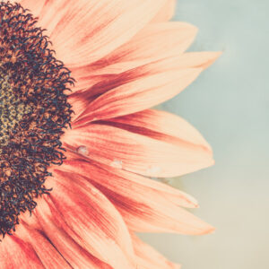 Mehrteiliges Bild Blühende Sonnenblume Im Makromaßstab