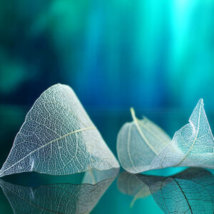 Mehrteiliges Bild Zarte Blätter Aus Nächster Nähe