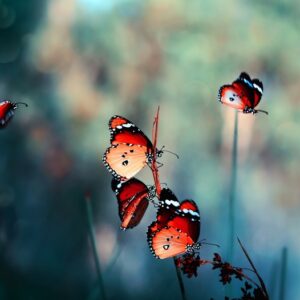 Mehrteiliges Bild Bunte Schmetterlinge Im Makromaßstab