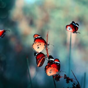 Mehrteiliges Bild Bunte Schmetterlinge Im Makromaßstab