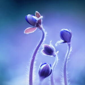 Mehrteiliges Bild Zarte Blüten Im Makromaßstab