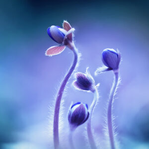 Mehrteiliges Bild Zarte Blüten Im Makromaßstab